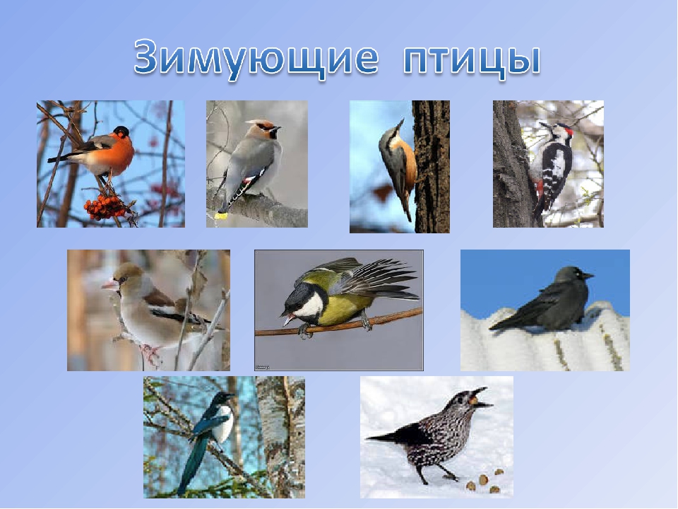 Зимующие птицы юга. Перелетные птицы Алтайского края. Зимующие птицы Забайкалья. Птицы нашего края. Зимующие птички.