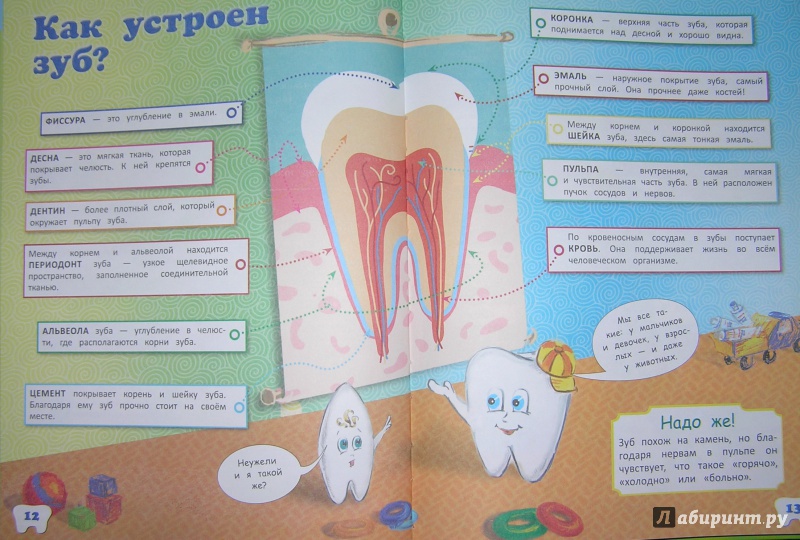 Про зубы на английском. Что рассказать детям про зубы. Стих про зубки. Стихотворение про зубы для детей.